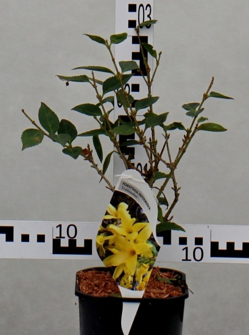 Forsythia intermedia 'Goldzauber'