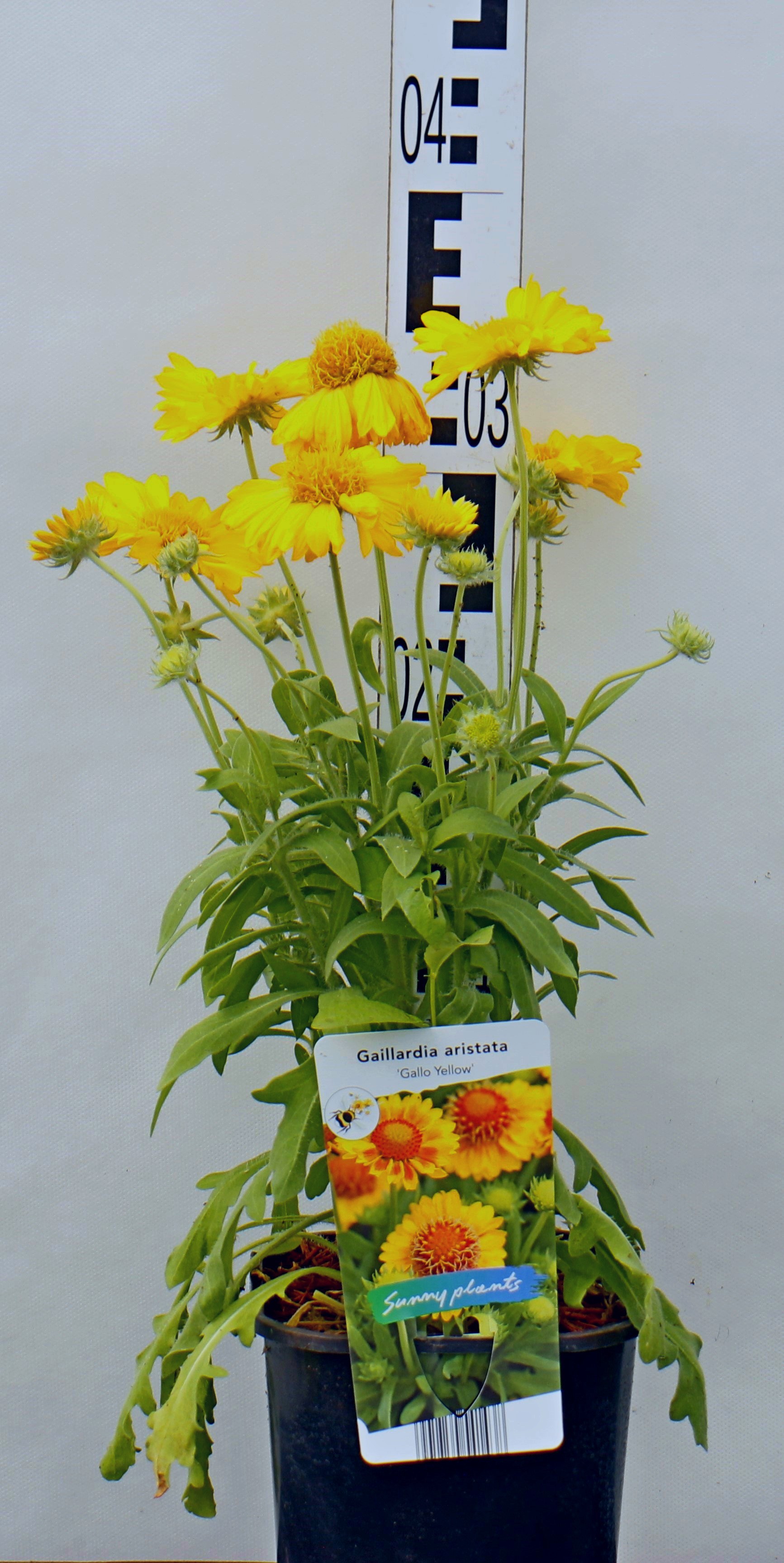 Gailardia aristata 'Galya Yellow'