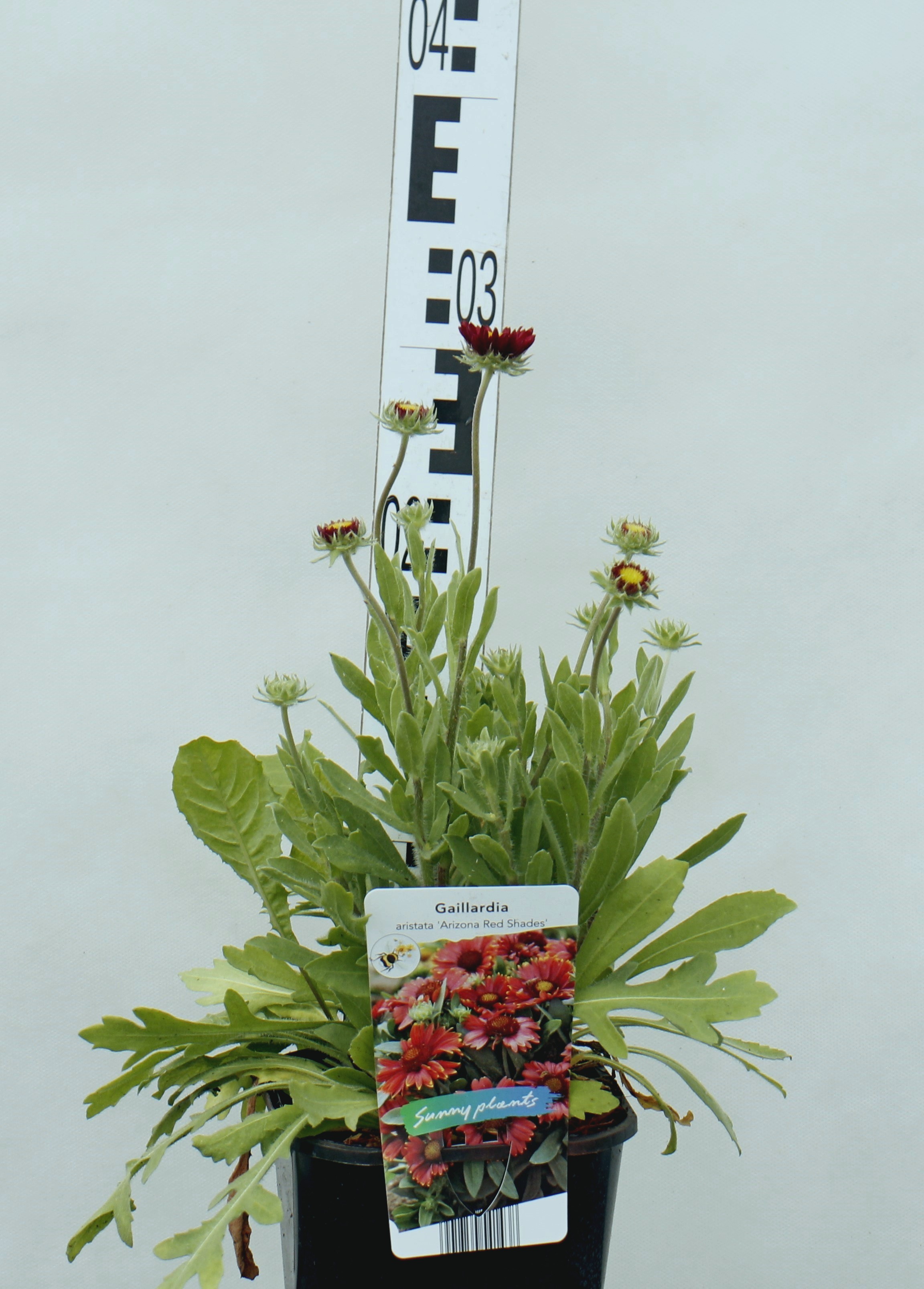 Gaillardia aristata 'Arizona Red Shades'