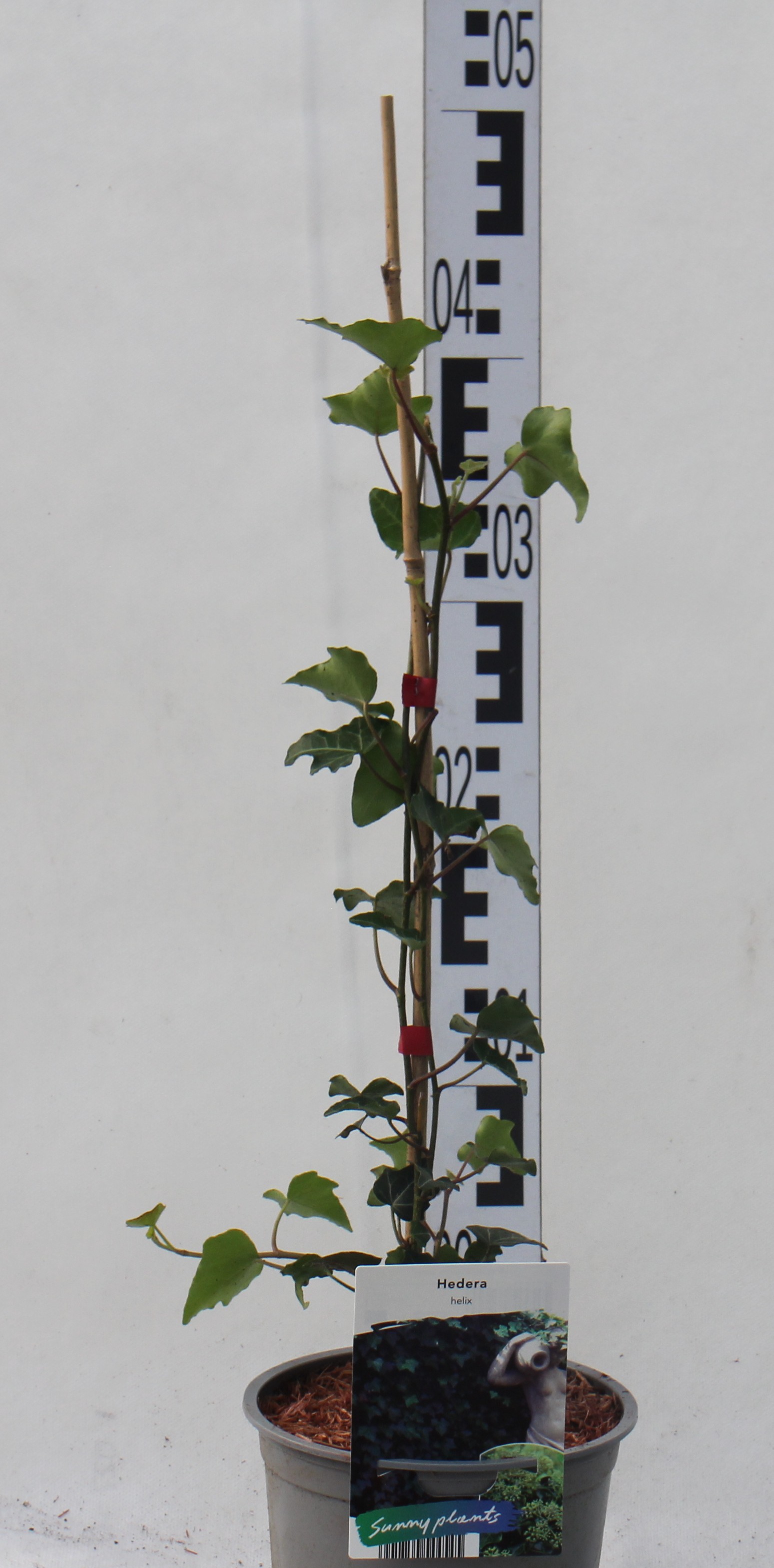 Hedera helix