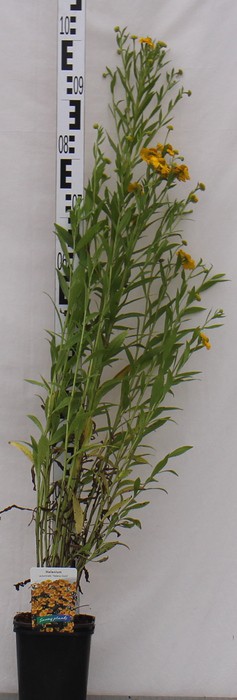 Helenium autumnale 'Helena Gold'