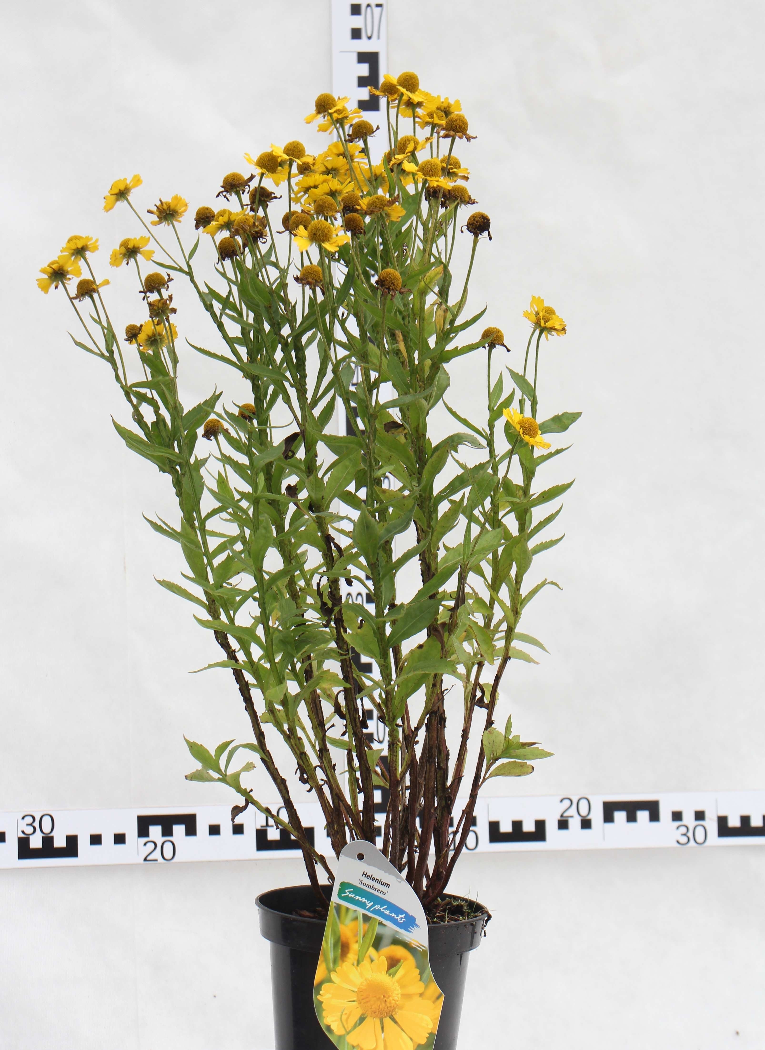 Helenium autumnale 'Sombrero'