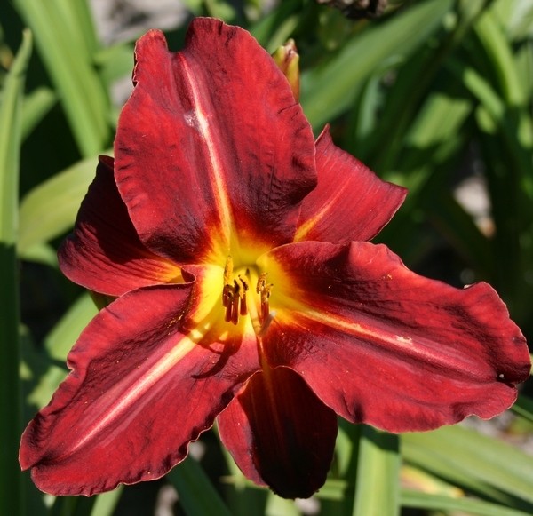 Hemerocallis 'Dragon Lore'