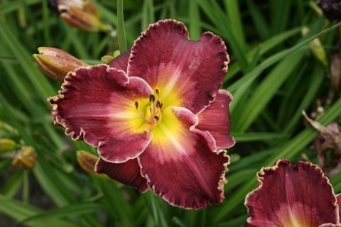 Hemerocallis 'Forbidden Desires'