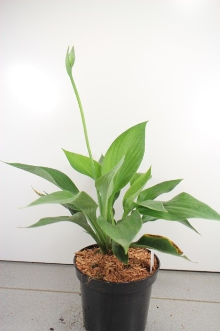 Hosta sieboldiana var. elegans