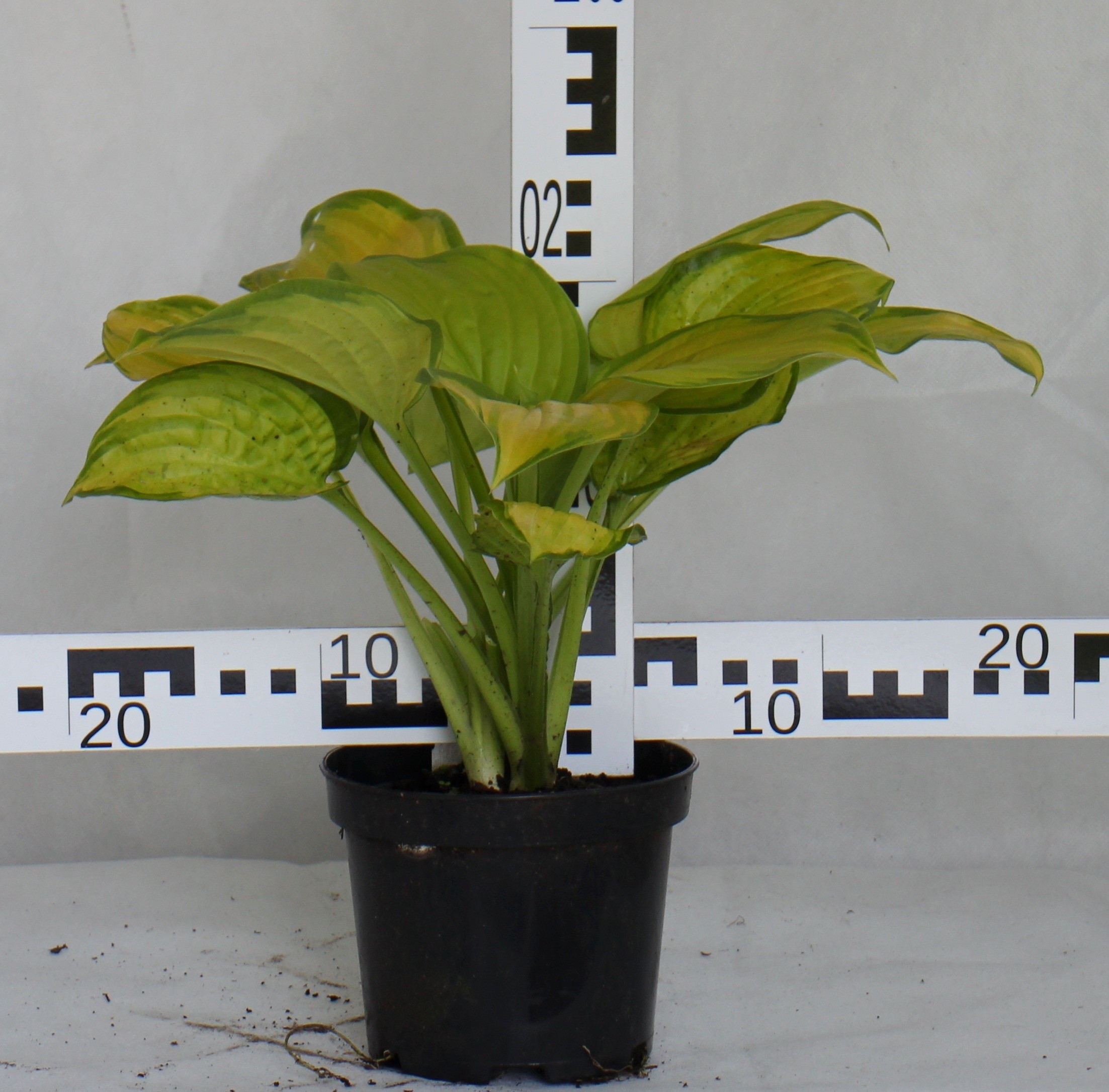 Hosta 'Stained Glass'