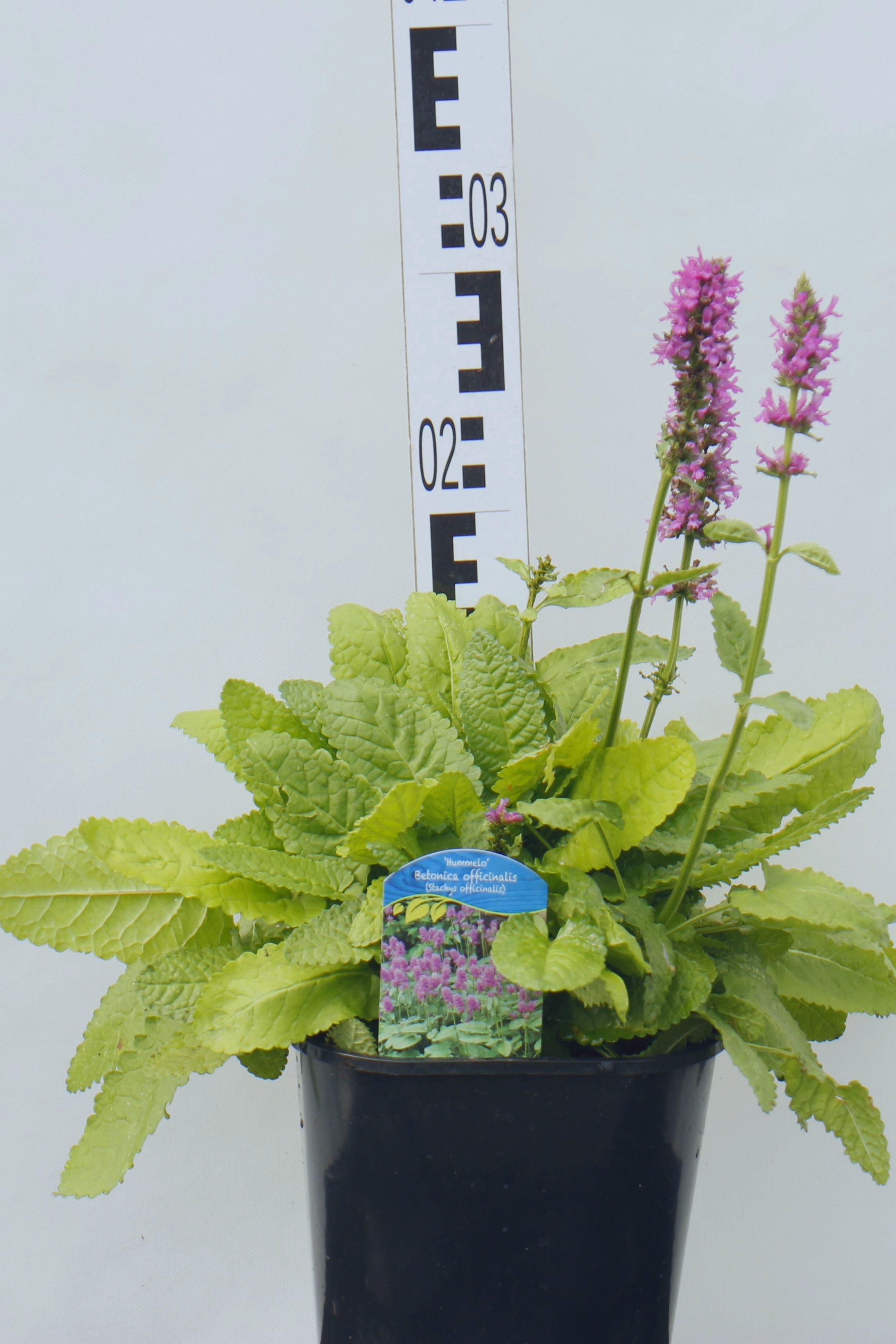 Stachys monieri Hummelo
