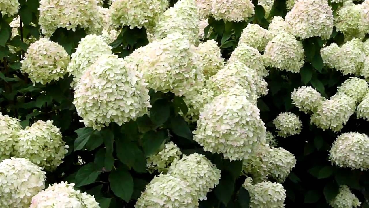 Hydrangea paniculata 'Grandiflora'