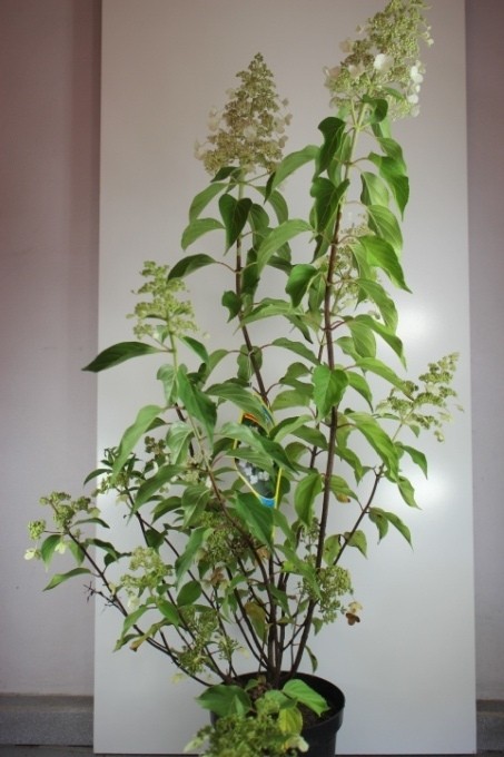 Hydrangea paniculata 'Kyushu'