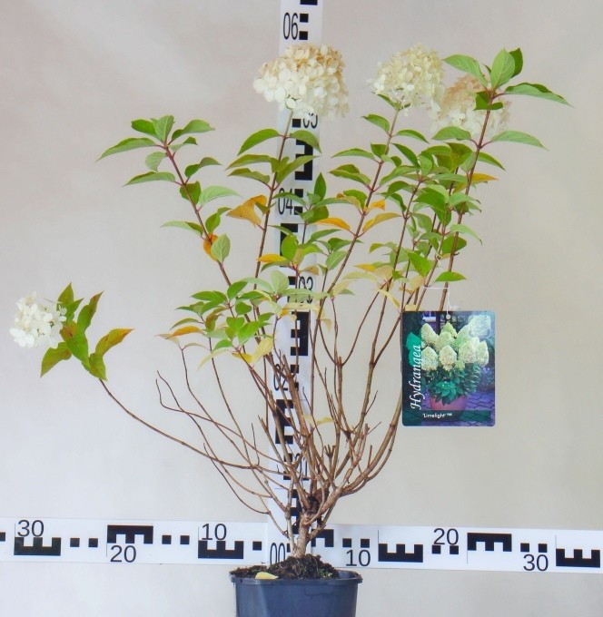 Hydrangea paniculata 'Limelight' PBR®