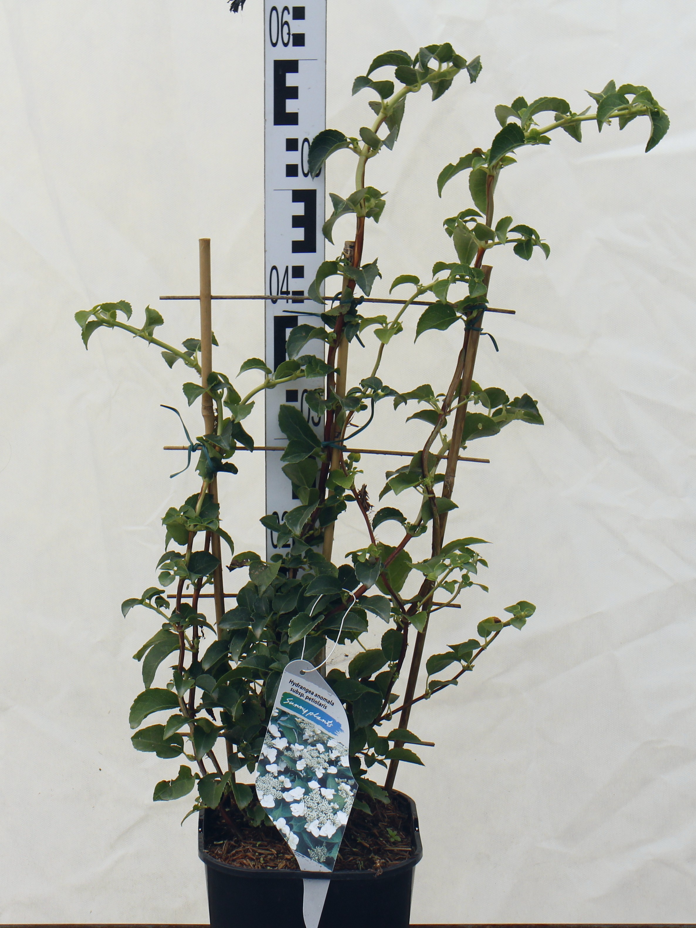 Hydrangea petiolaris