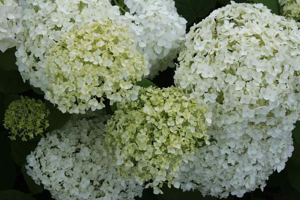 Hydrangea arborescens 'Annabelle'