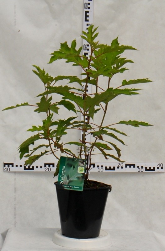 Hydrangea quercif. 'Ice Crystal' PBR®