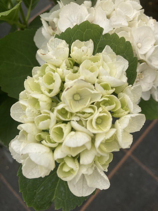 Hydrangea macrophylla 'Ice Girl'