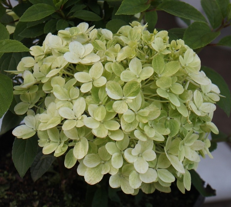 Hydrangea paniculata 'Bobo' PBR