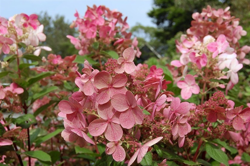 Hydrangea pan. 'Early Sensation' Pa PBR®