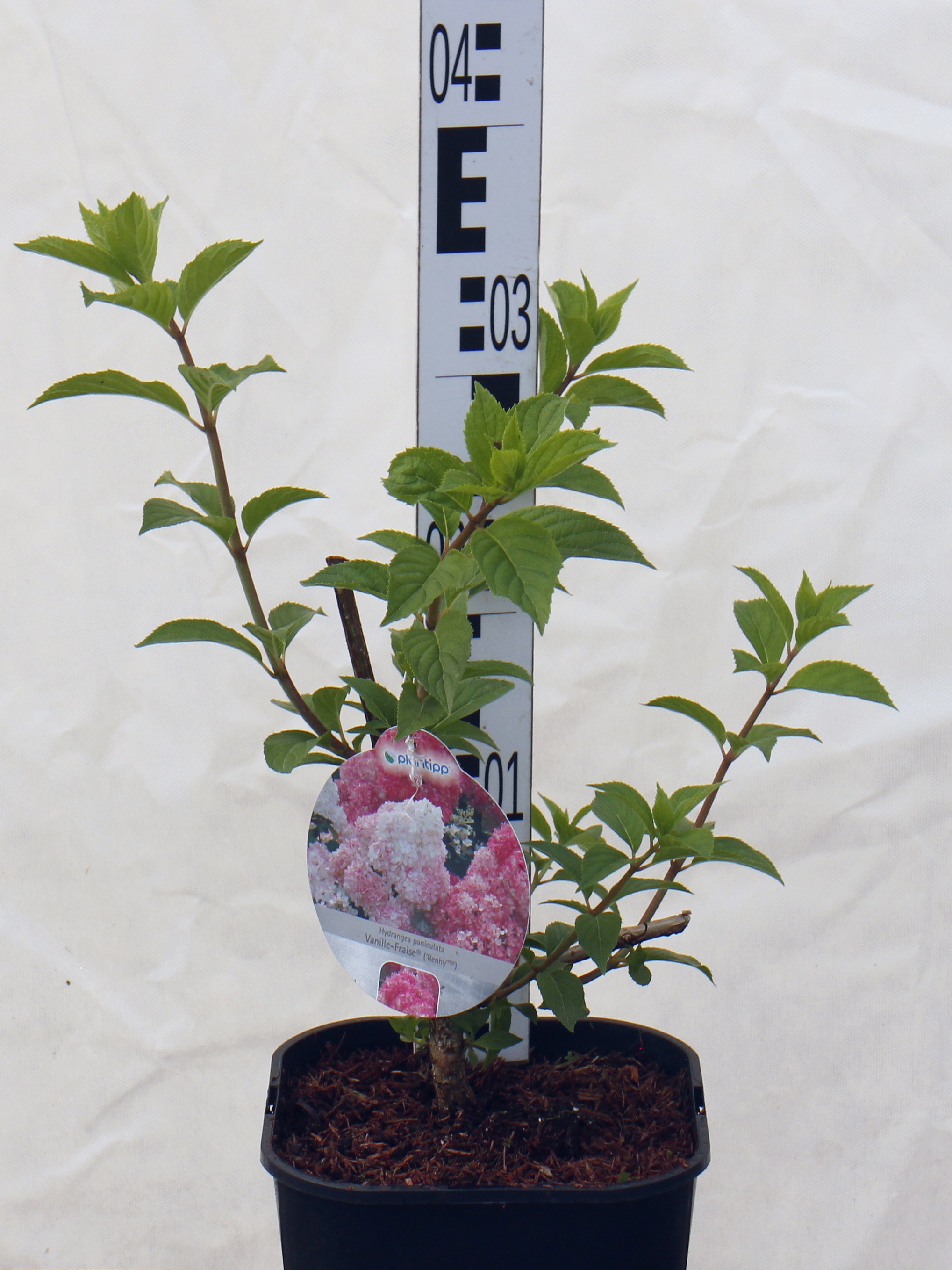 Hydrangea pan. 'Vanillle Fraise' PBR