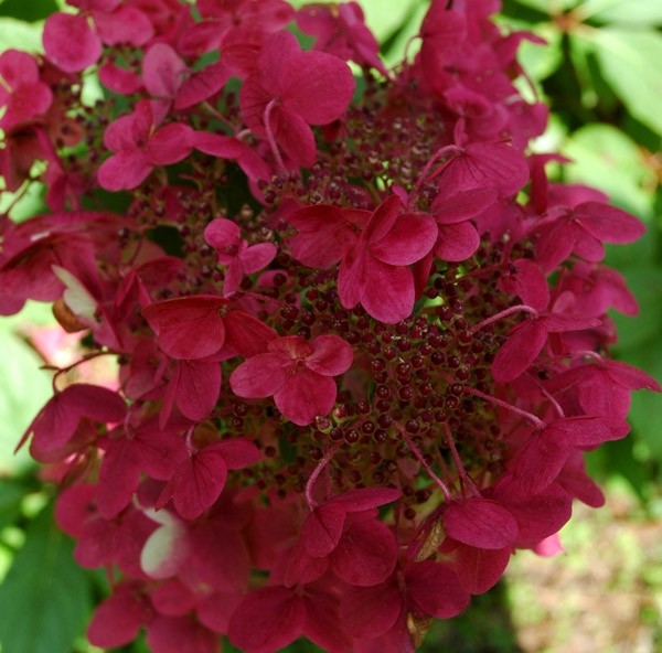 Hydrangea paniculata 'Wim's Red' PBR®