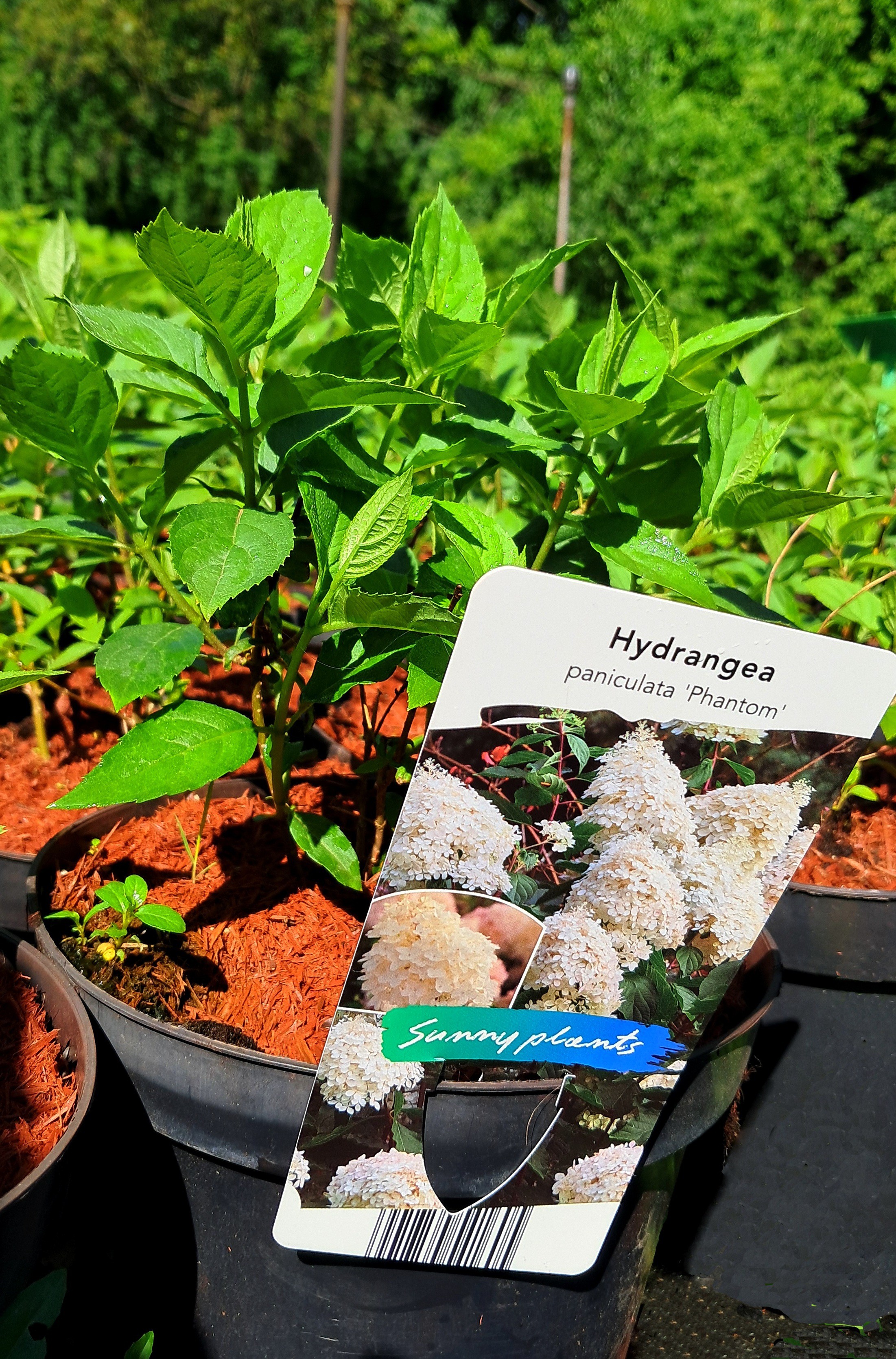 Hydrangea paniculata 'Phantom'