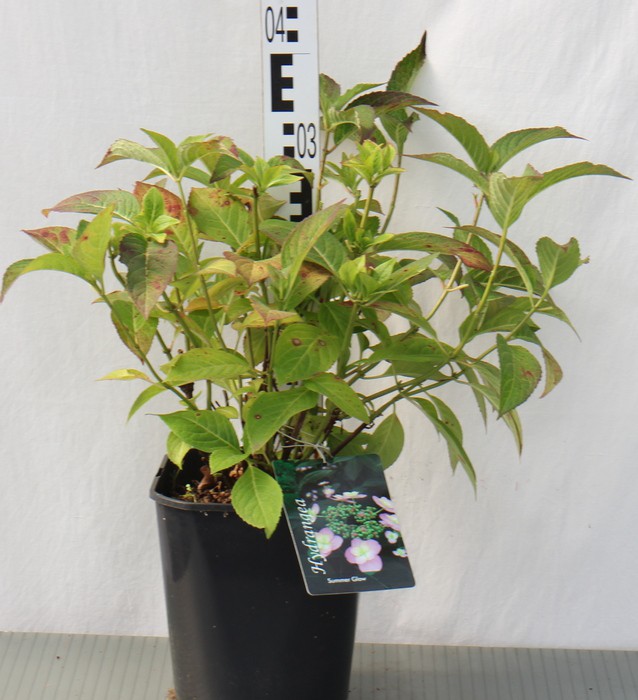 Hydrangea serrata 'Summer Glow' PBR