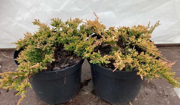 Juniperus horizontalis 'Golden Carpet'
