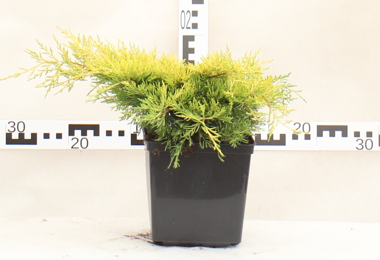 Juniperus ×pfitzeriana 'Golden Joy'