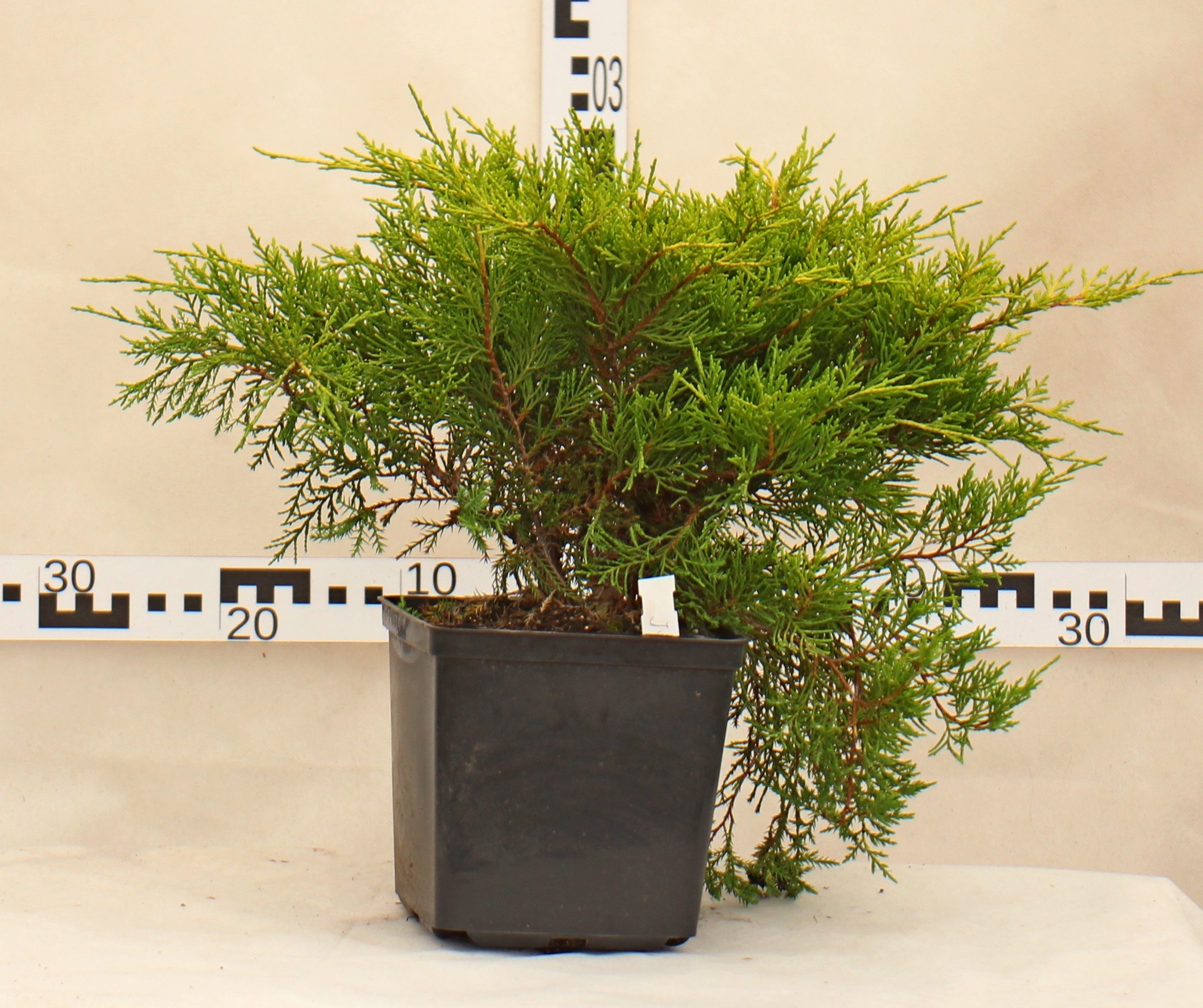 Juniperus ×pfitzeriana 'Old Gold'