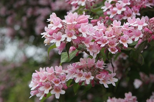 Kolkwitzia amabilis 'Pink Cloud'