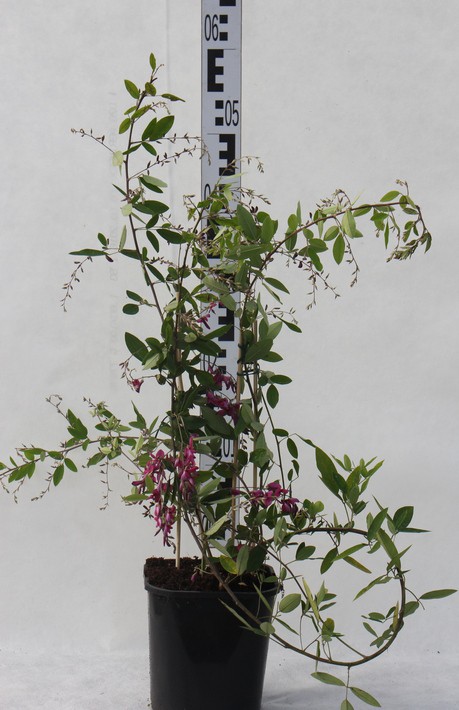 Lespedeza thunbergii