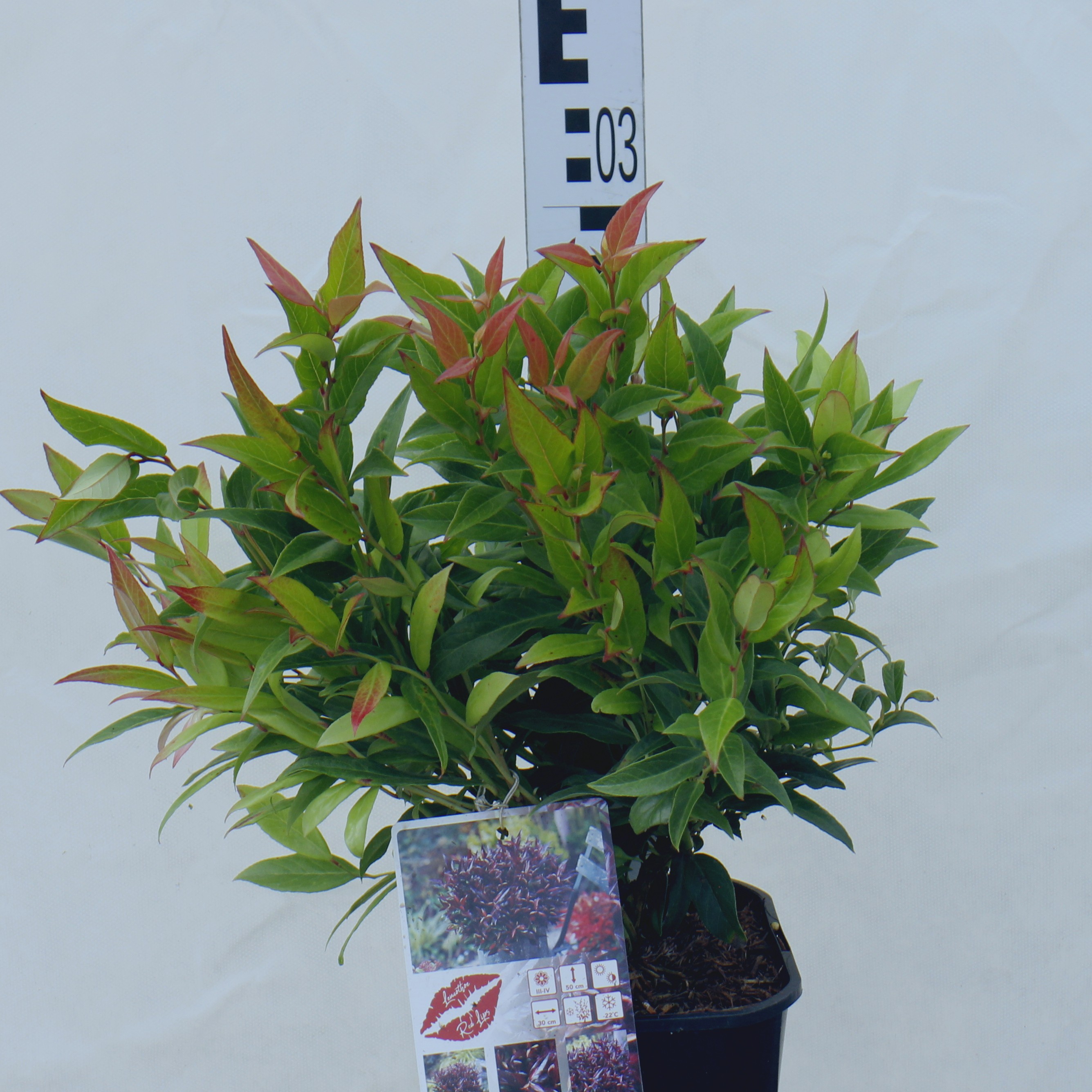 Leucothoe 'Red Lips' PBR