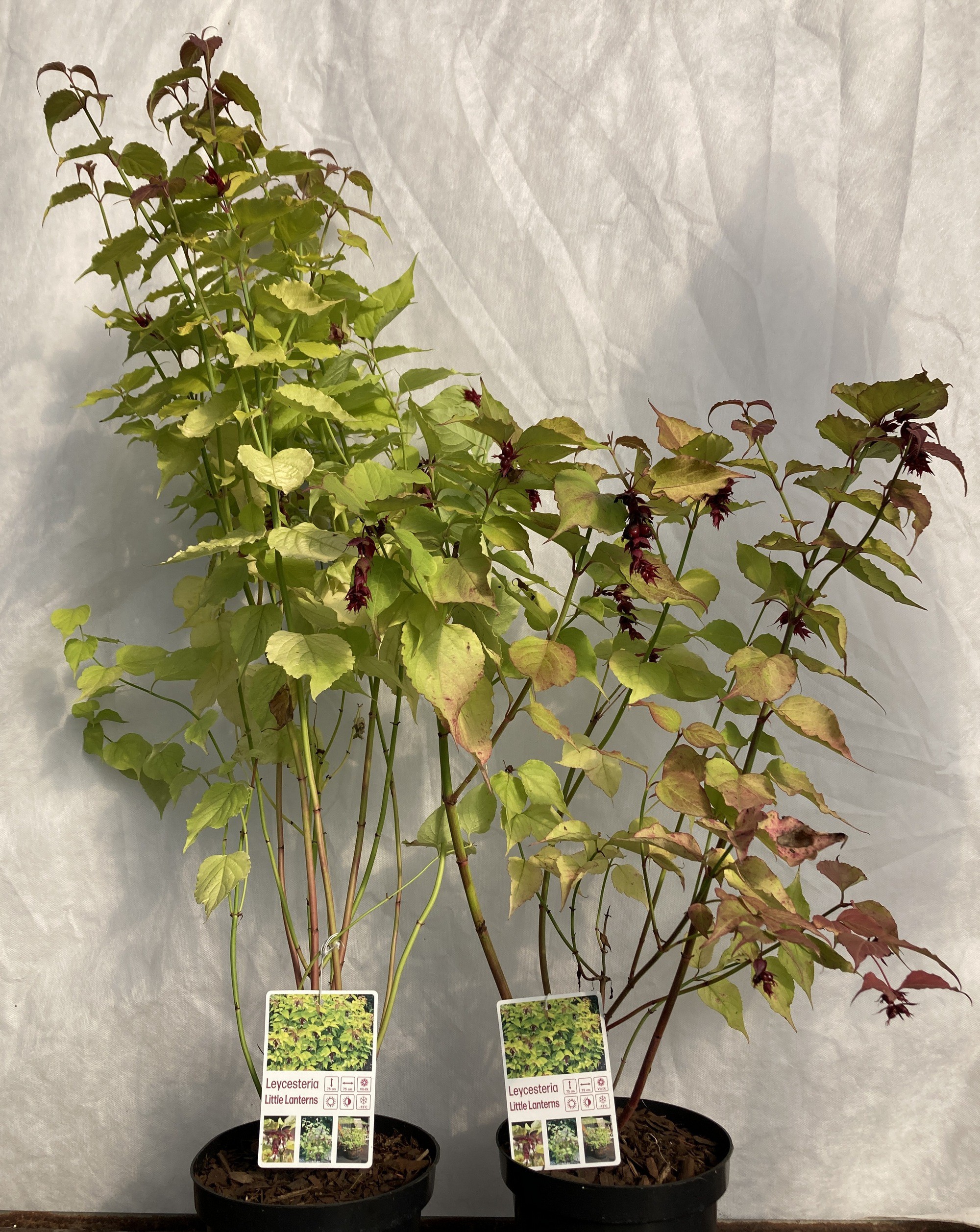 Leycesteria formosa Little Lanterns
