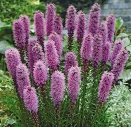 Liatris spicata