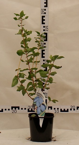 Lonicera caerulea 'Ałtaj'