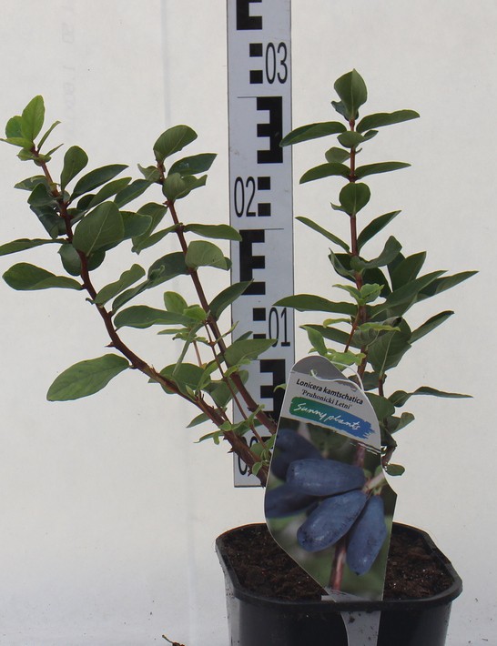 Lonicera caerulea 'Pruhonicki letni'
