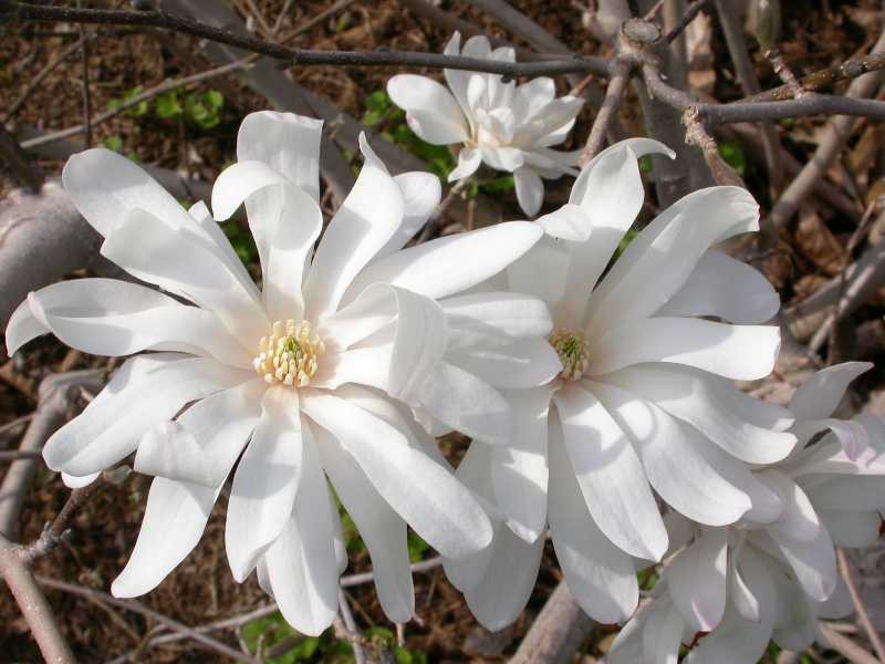 Magnolia stellata 'Royal Star