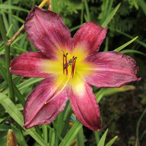 Hemerocallis 'Midnight Mantis'