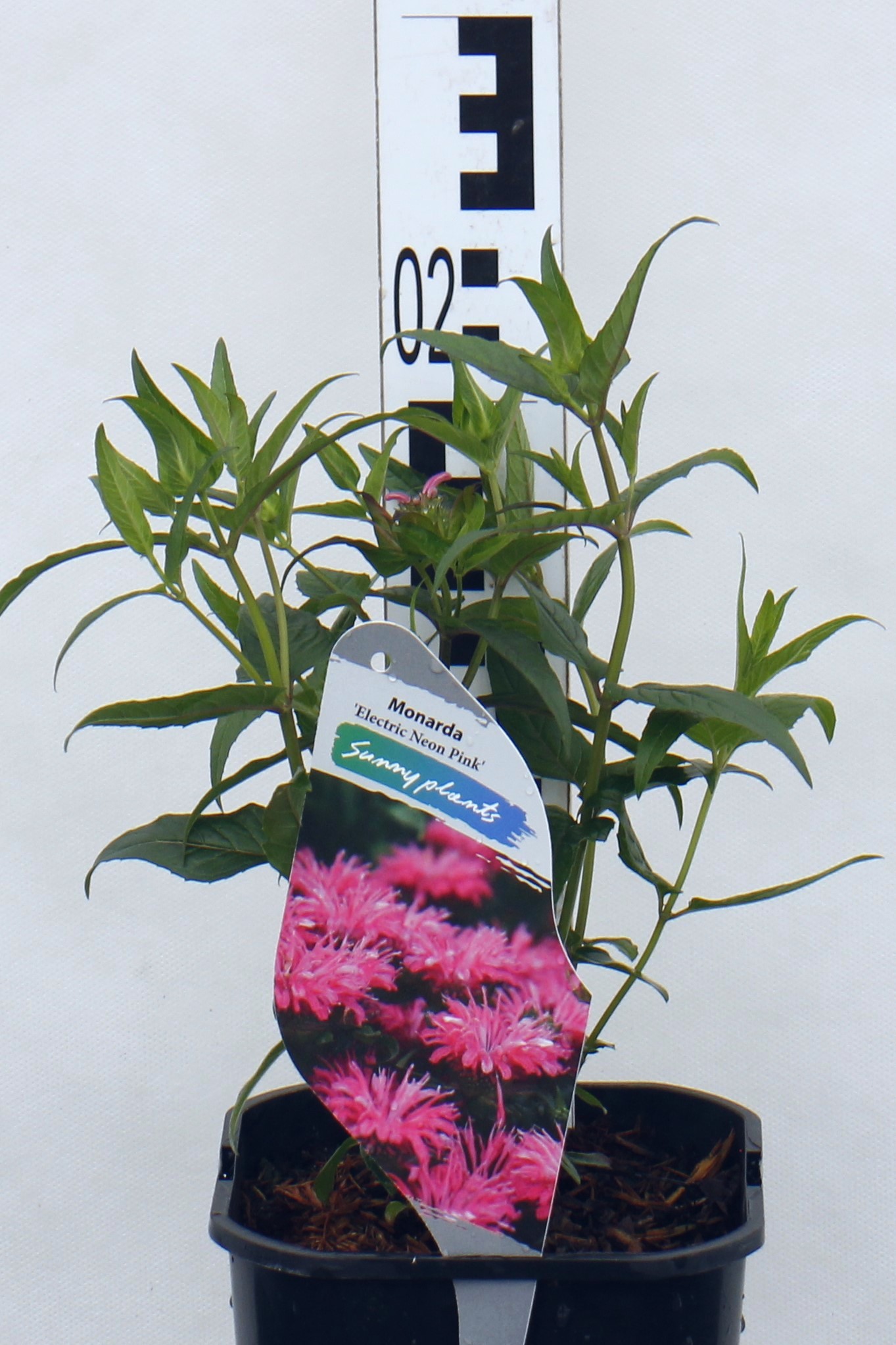 Monarda Electric Neon Pink