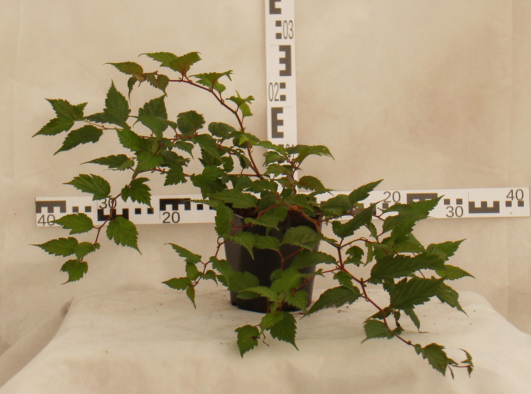 Neillia thibetica