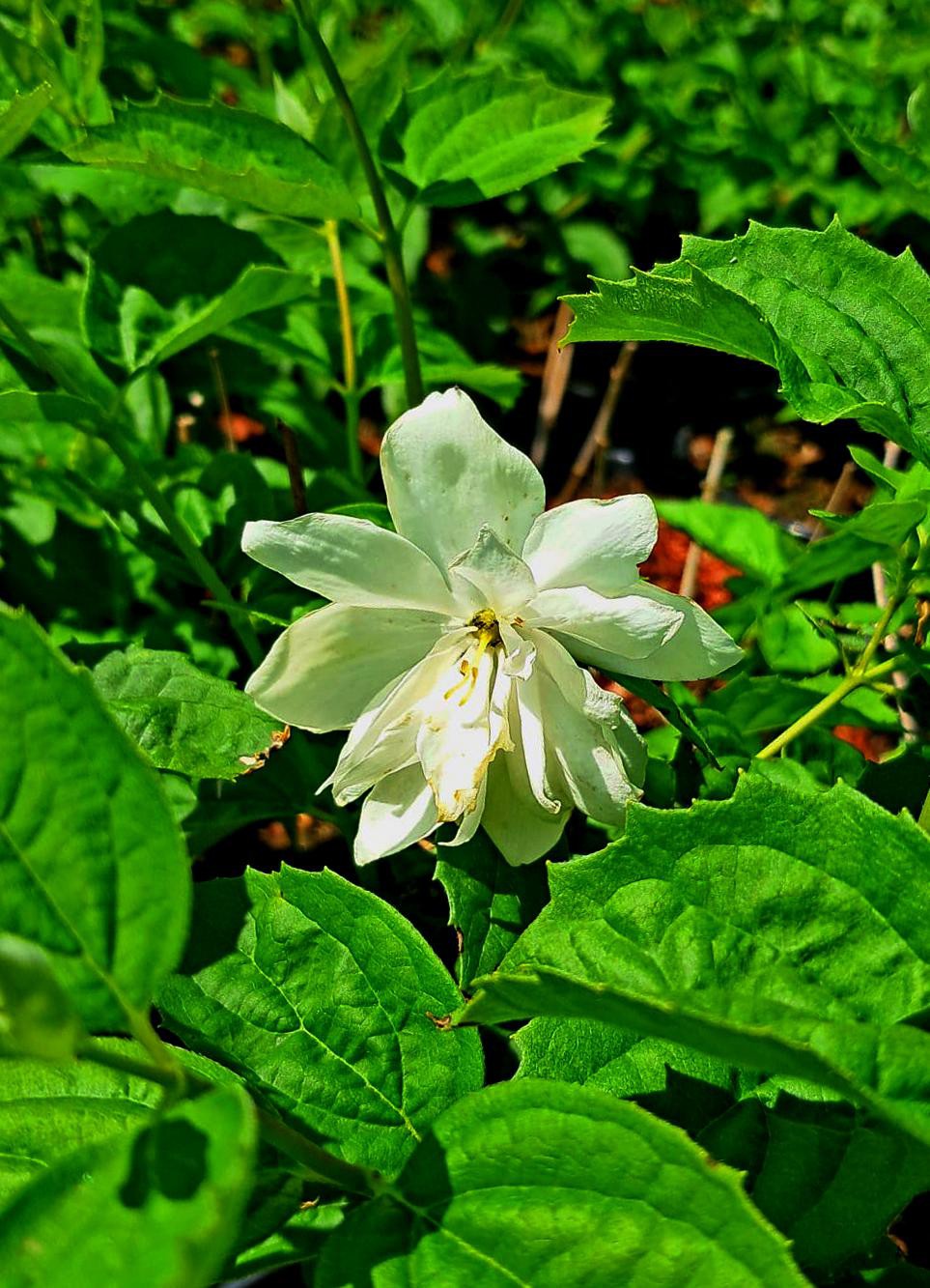 Philadelphus 'Pearls of Perfume'