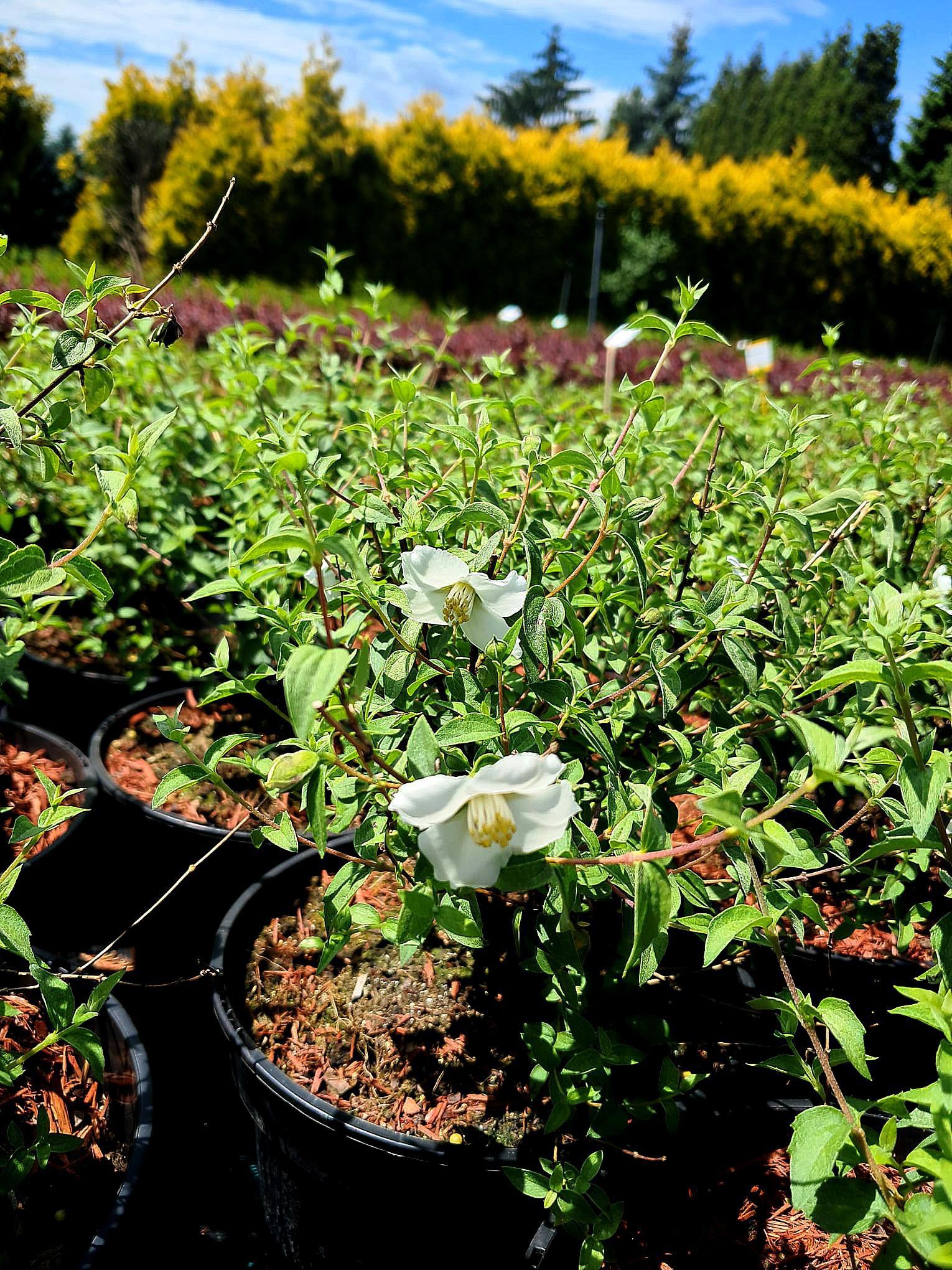 Philadelphus Petite Perfume White' PBR