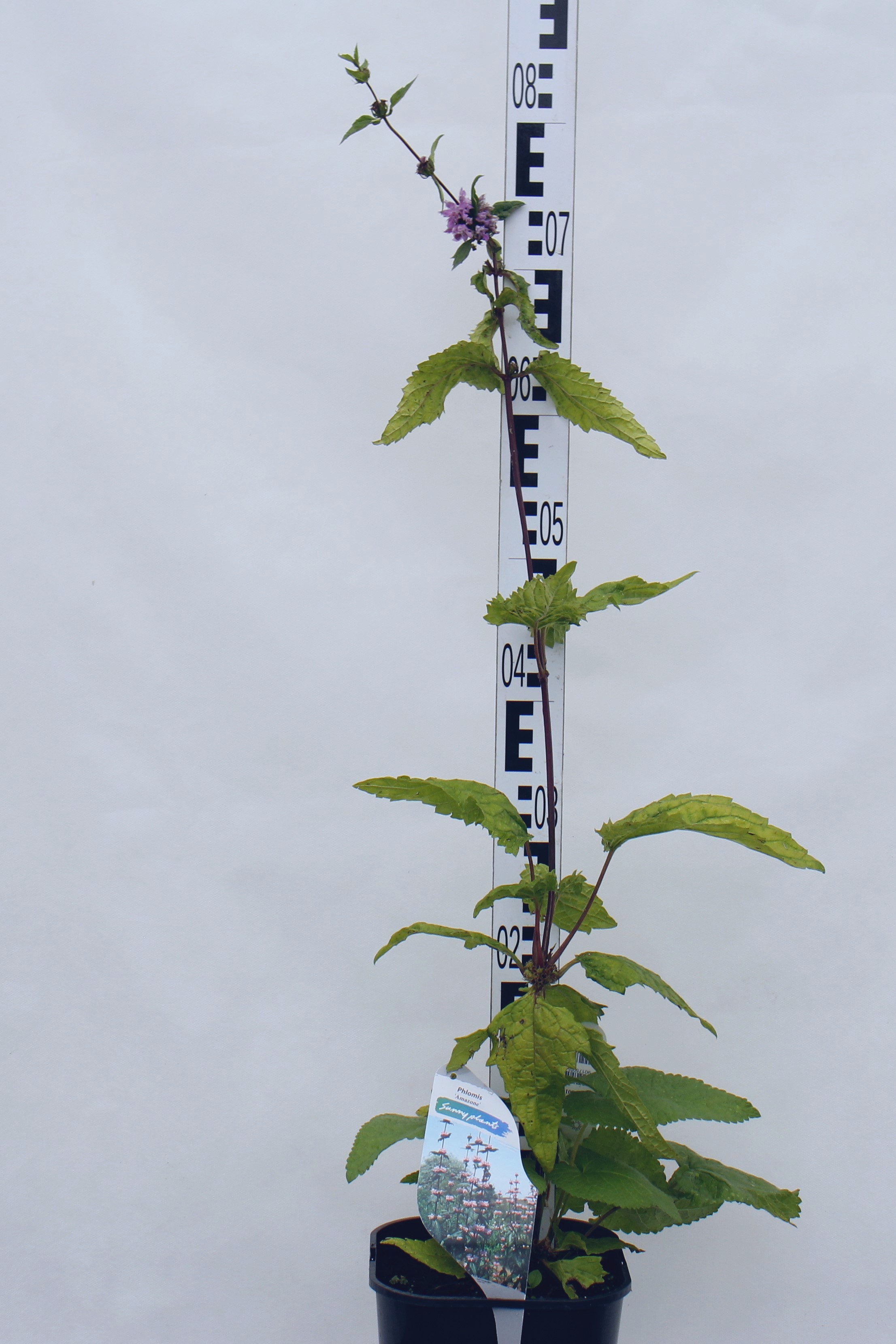Phlomis tuberosa Amazone