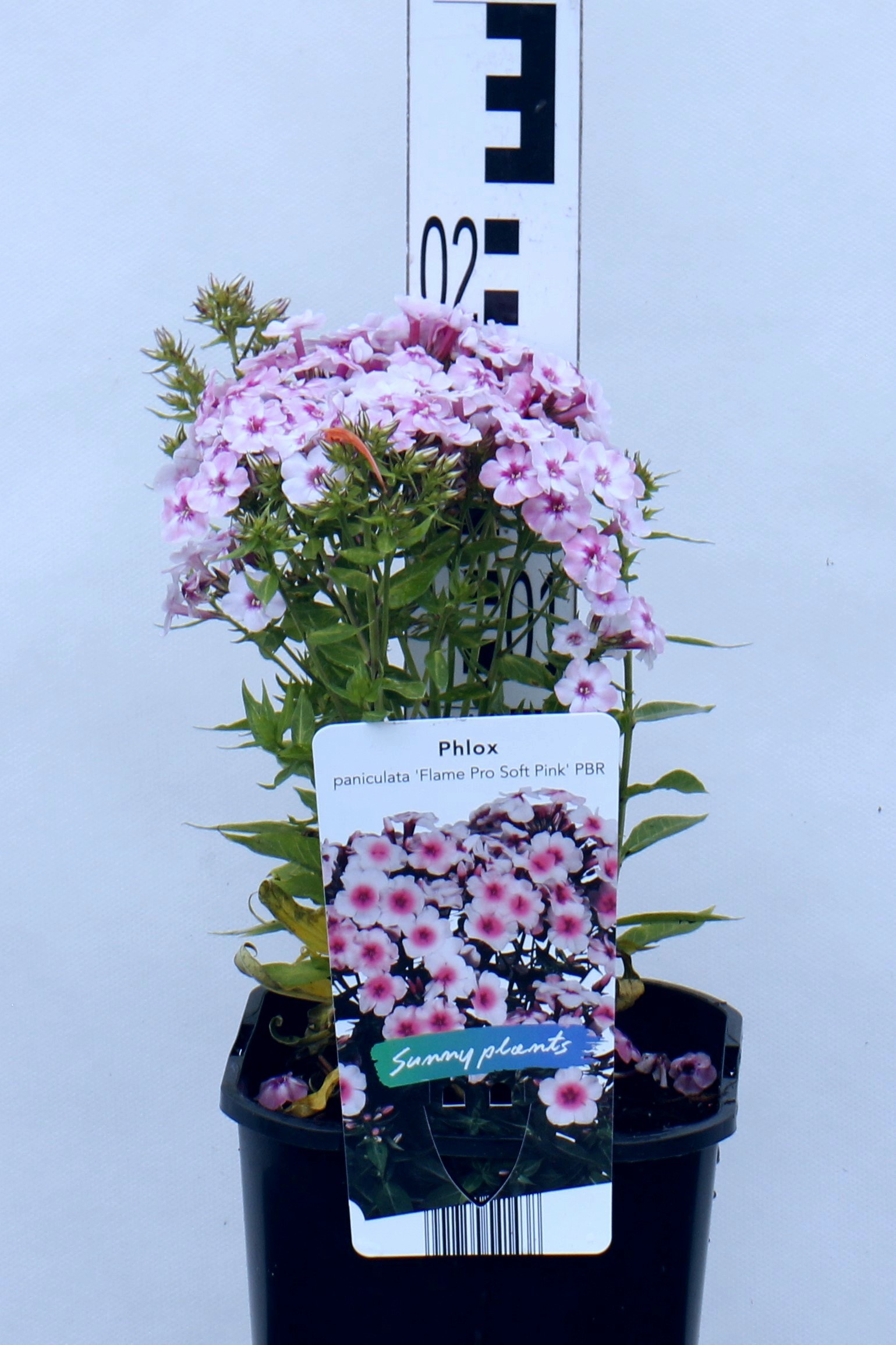 Phlox pan. 'Flame Pro Soft Pink' PBR