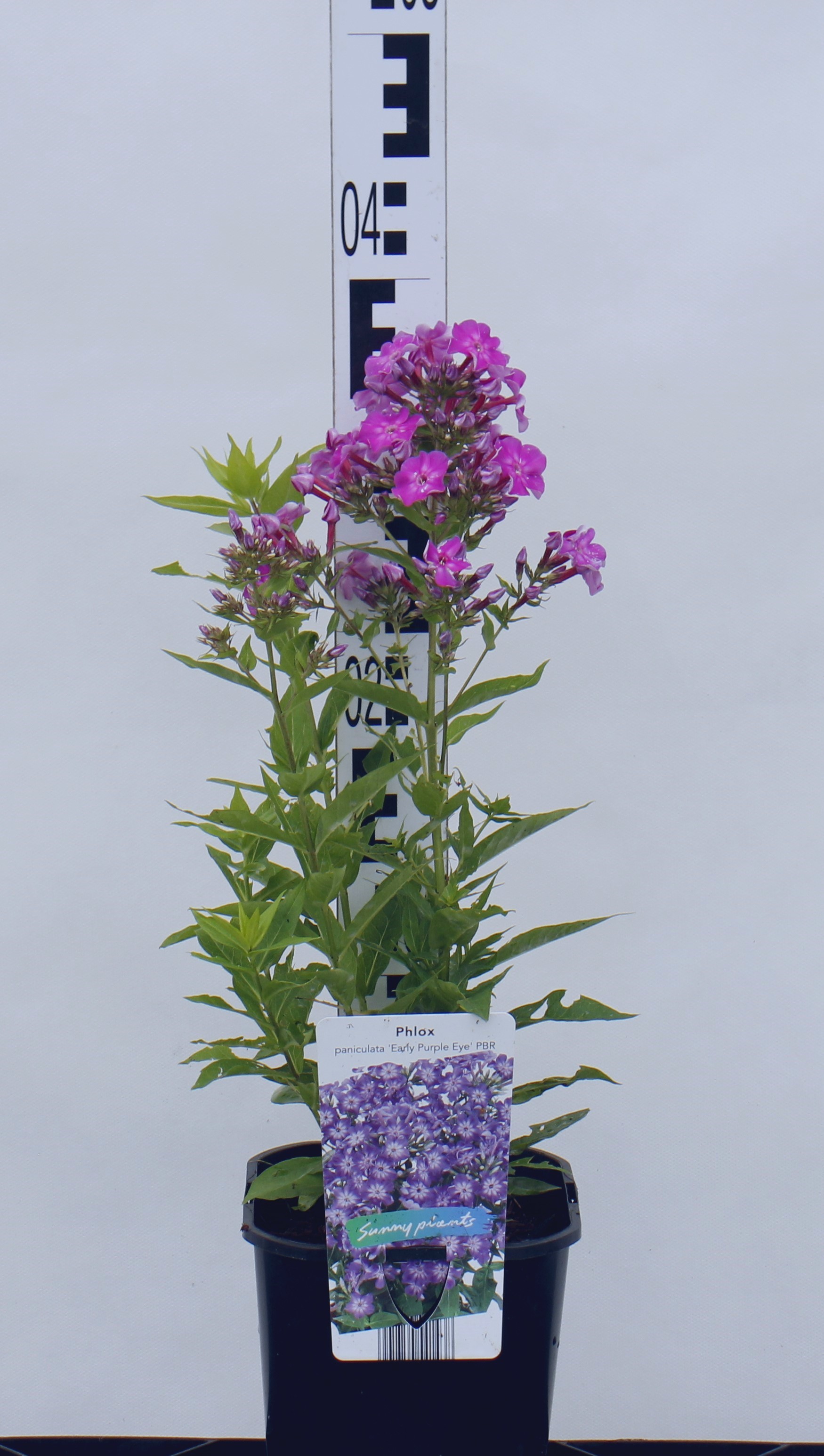 Phlox paniculata 'Early Purple Eye' PBR