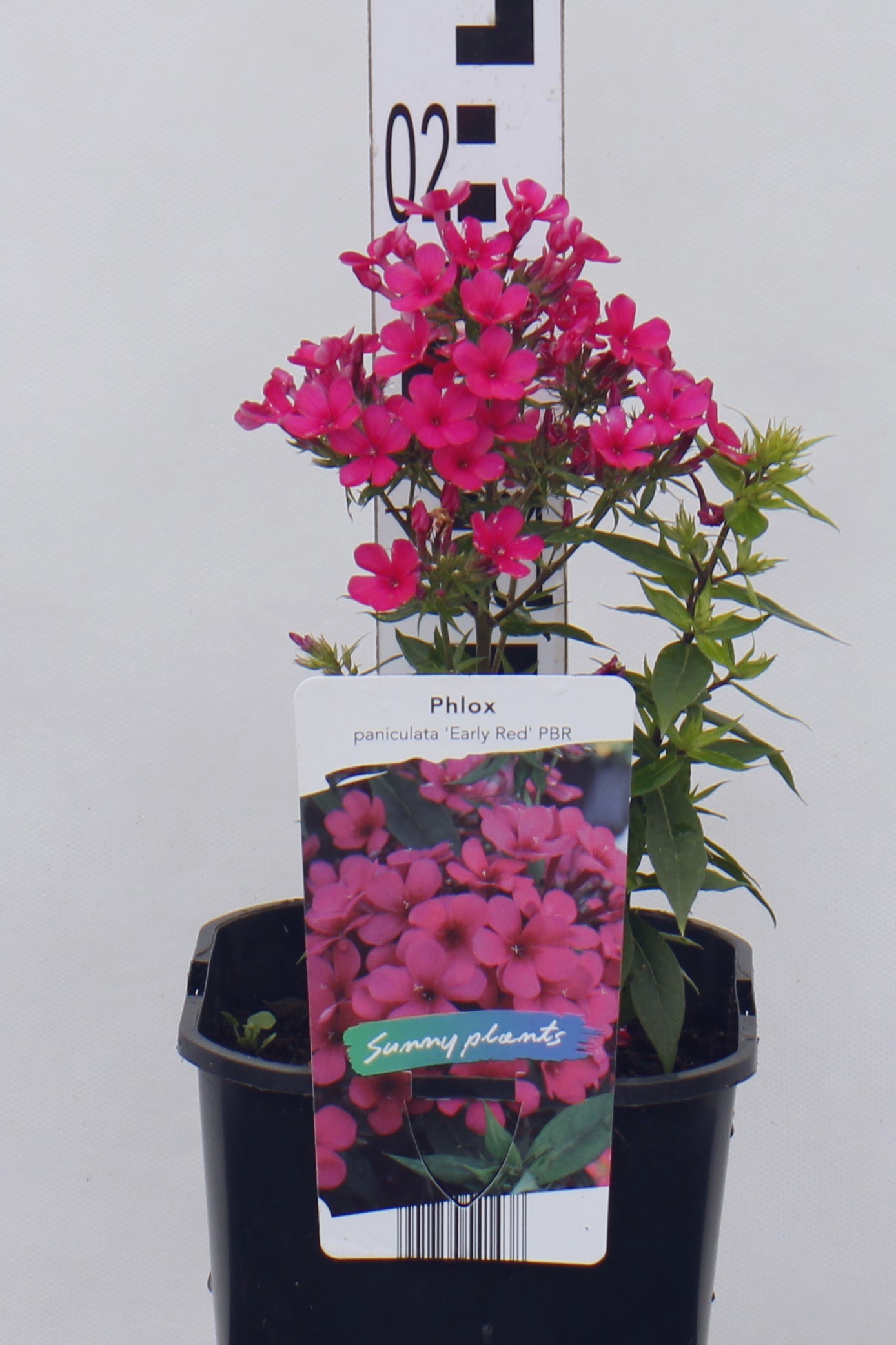 Phlox paniculata 'Early Red' PBR