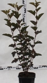 Physocarpus opulifolius 'Schuch'