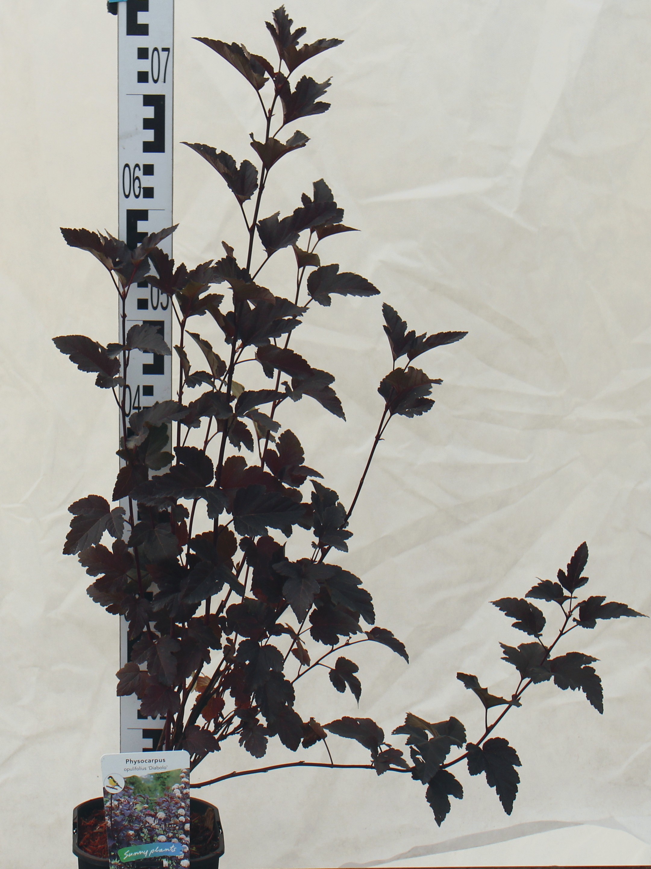 Physocarpus opulifolius 'Little Lena' PB