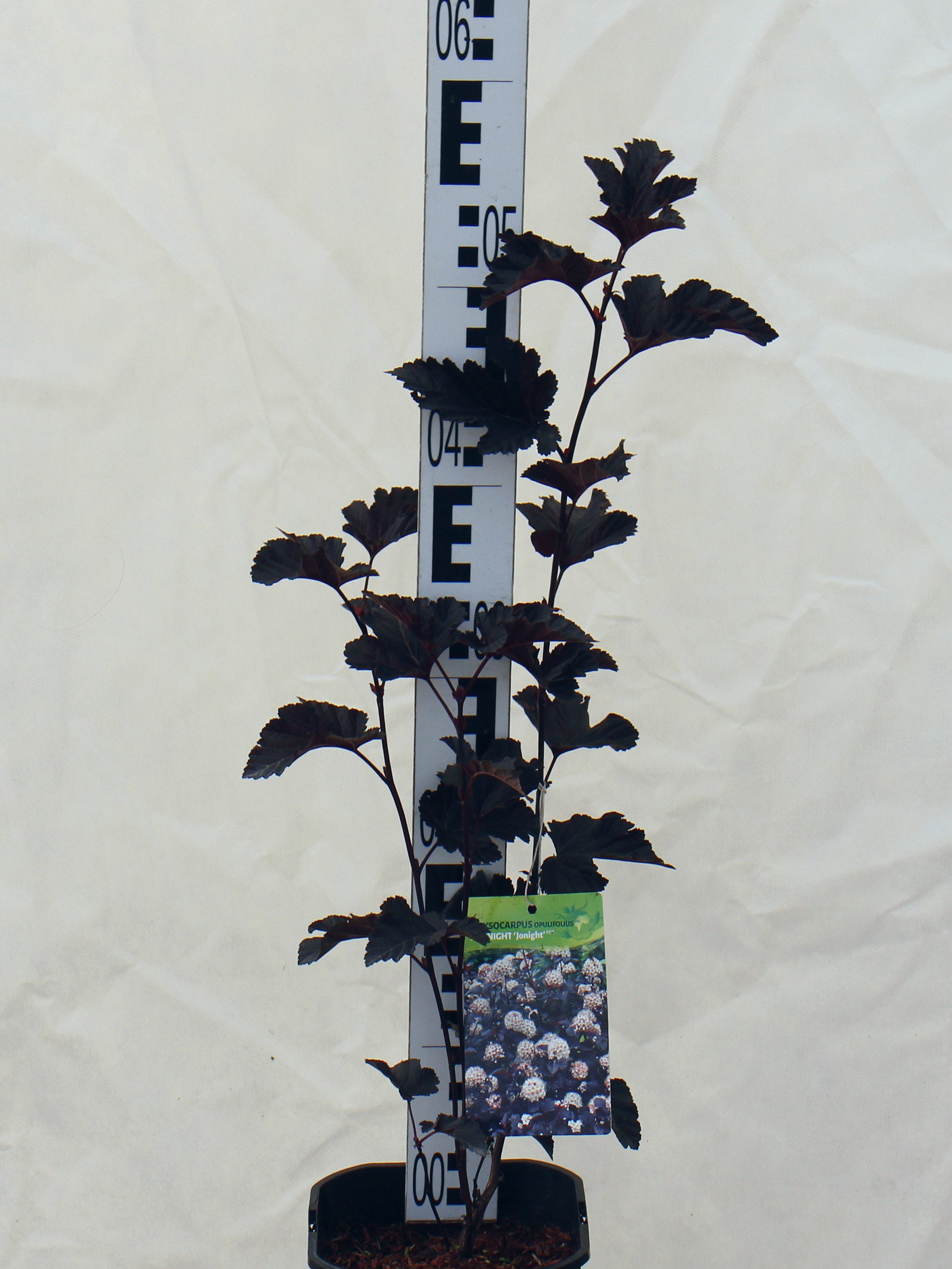 Physocarpus opulifolius 'Midnight