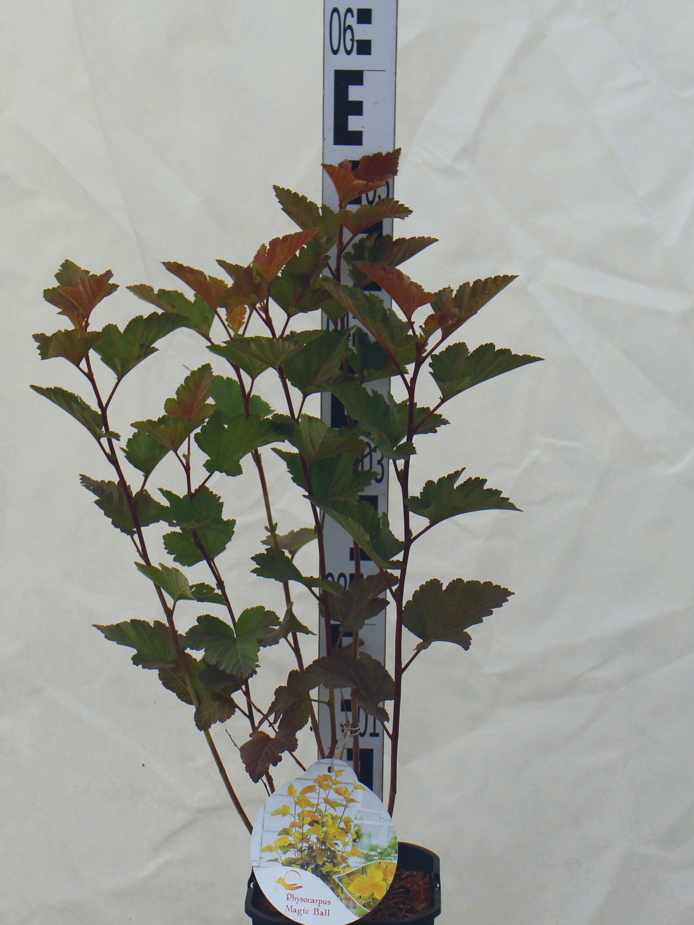 Physocarpus opulifolius 'Magic Ball'