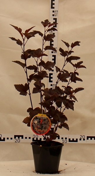 Physocarpus opulifolius 'Diabolo' PBR®