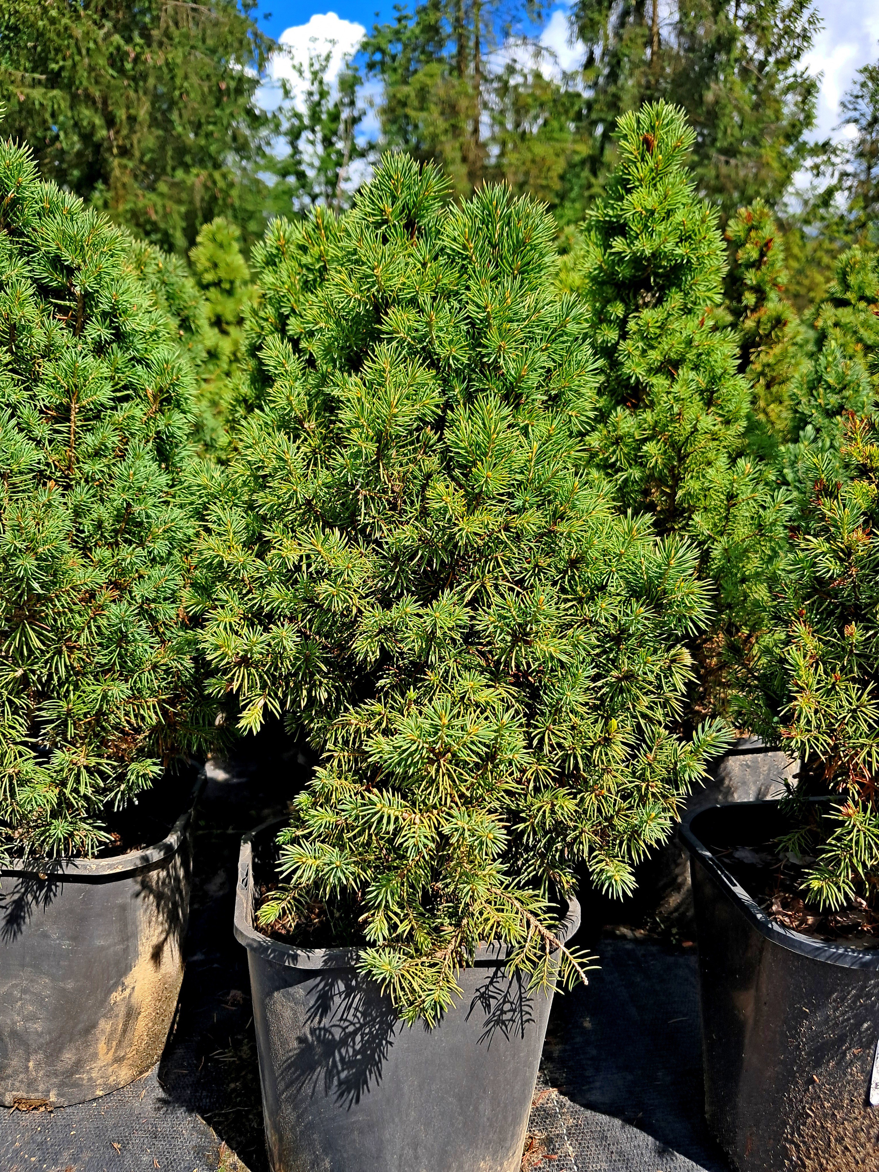 Picea glauca 'Biesenthaler Frhling'